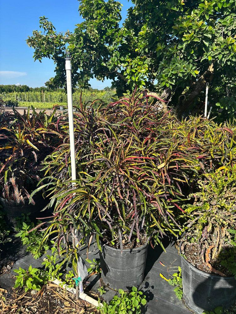 codiaeum-variegatum-zanzibar-croton