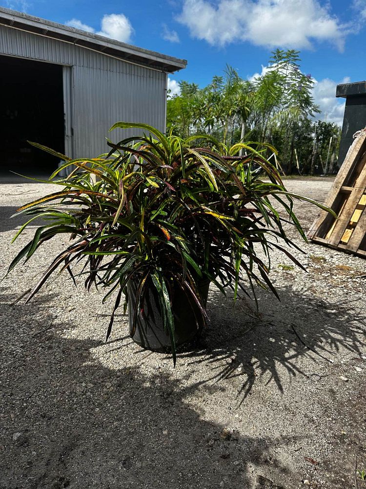 codiaeum-variegatum-zanzibar-croton