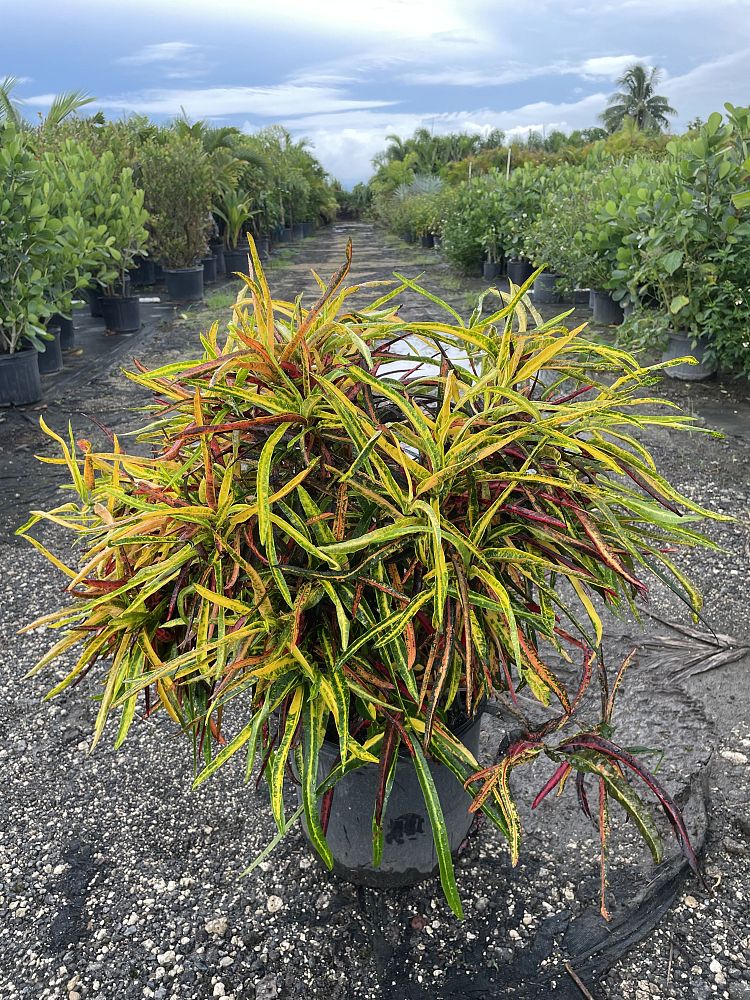 codiaeum-variegatum-zanzibar-croton