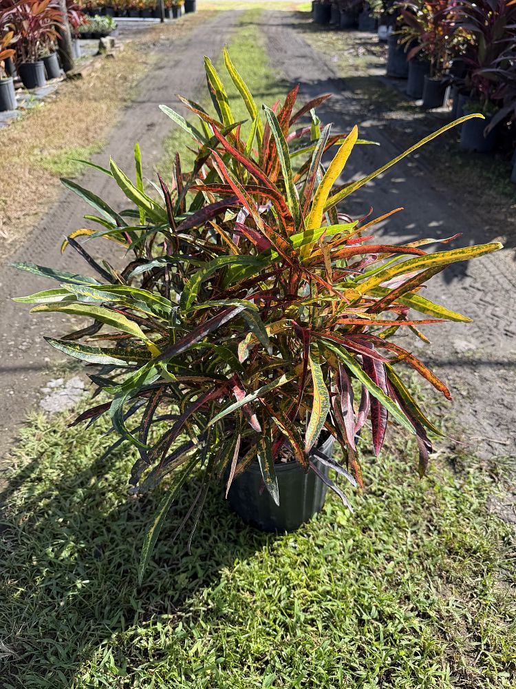 codiaeum-variegatum-zanzibar-croton