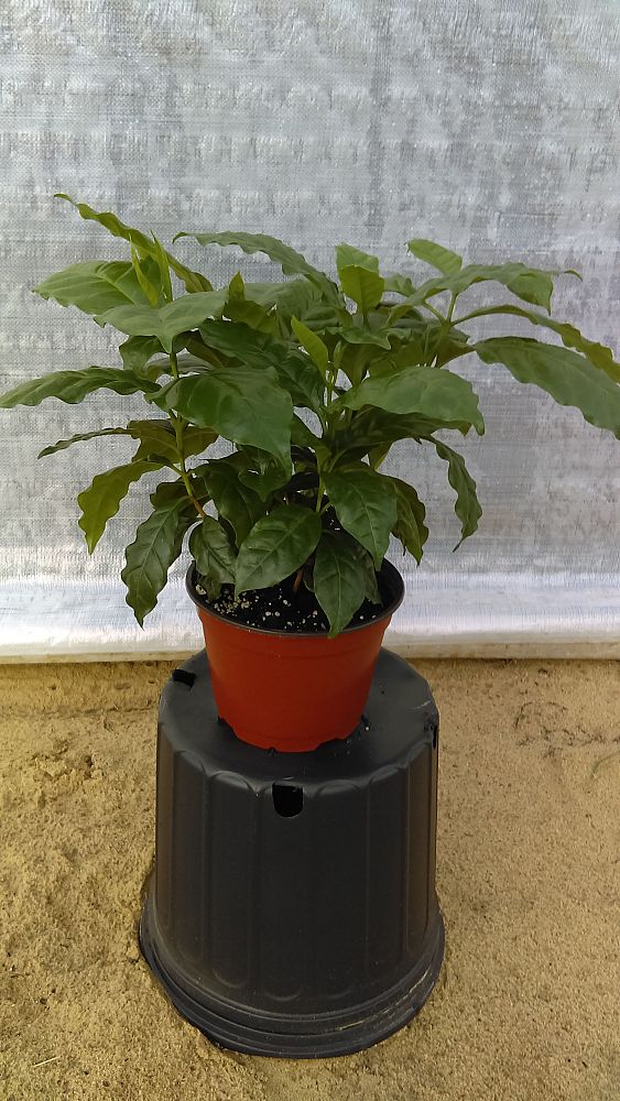 coffea-arabica-arabian-coffee