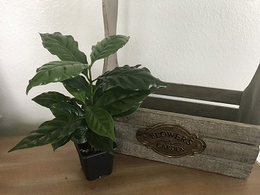 coffea-arabica-arabian-coffee