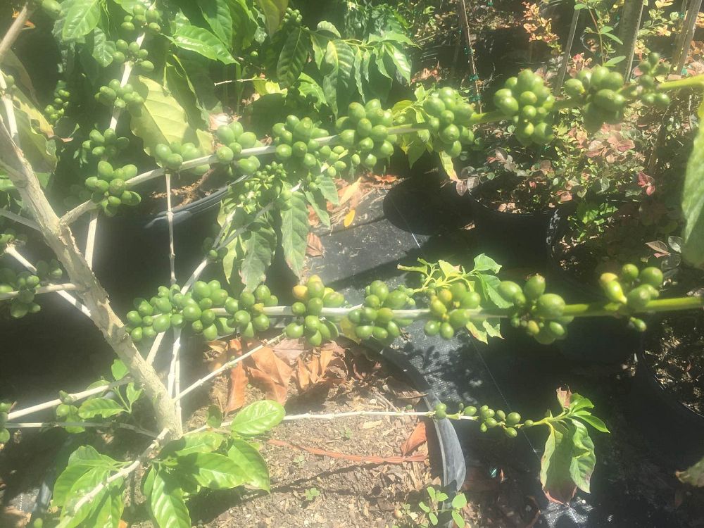 coffea-arabica-arabian-coffee