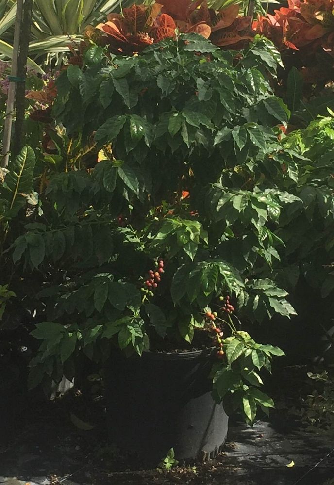 coffea-arabica-arabian-coffee