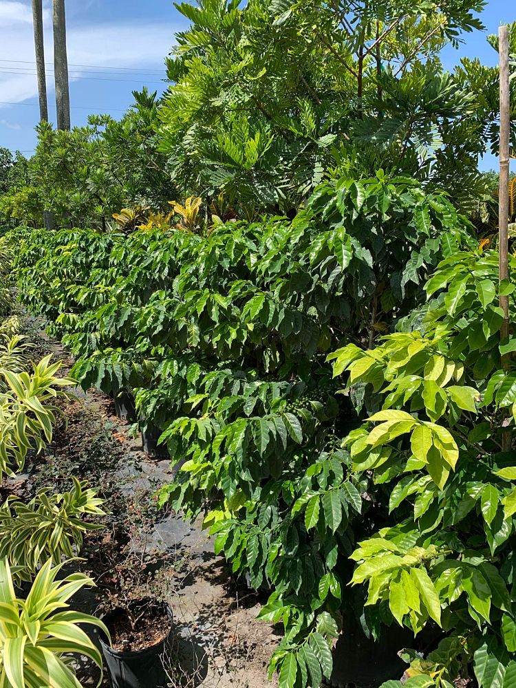 coffea-arabica-arabian-coffee
