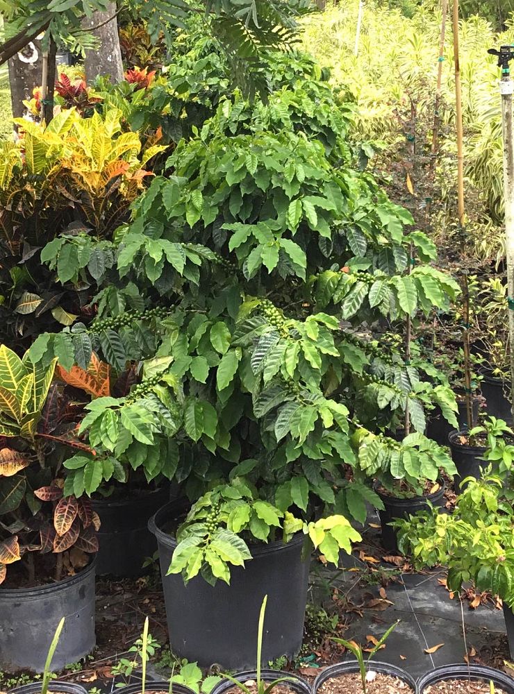 coffea-arabica-arabian-coffee