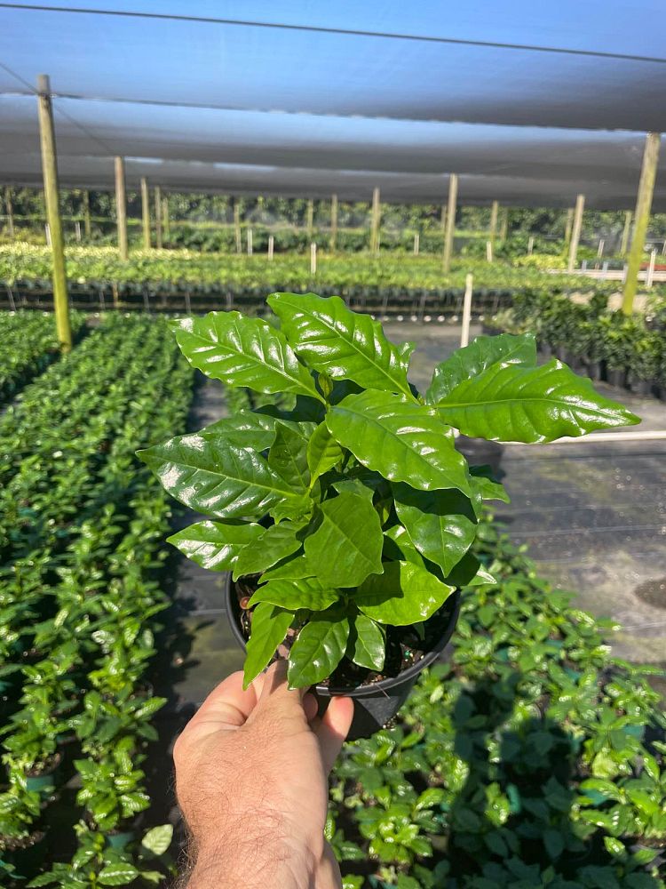 coffea-arabica-arabian-coffee
