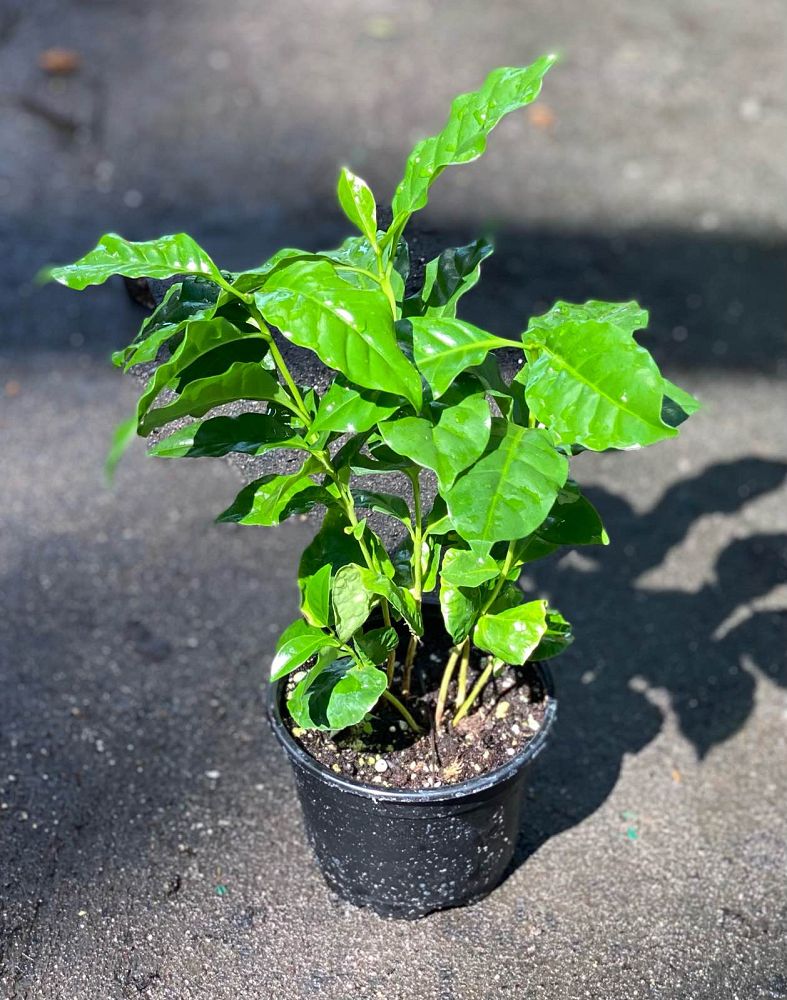 coffea-arabica-arabian-coffee