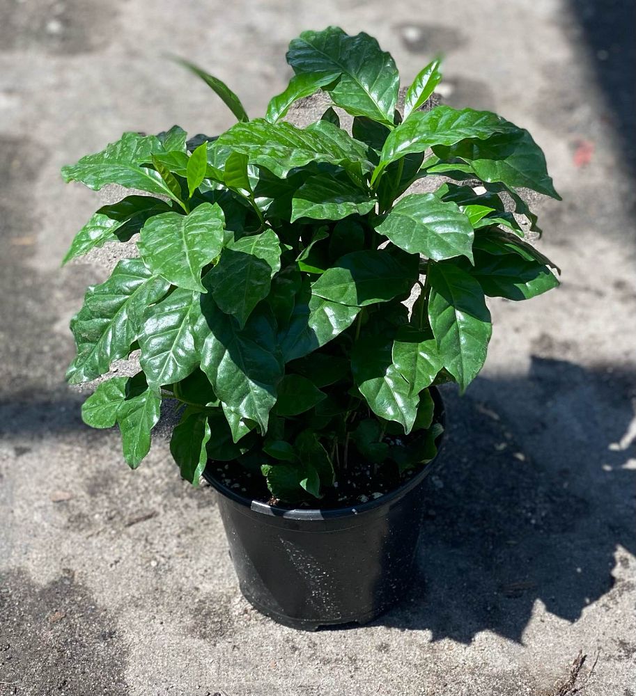 coffea-arabica-arabian-coffee