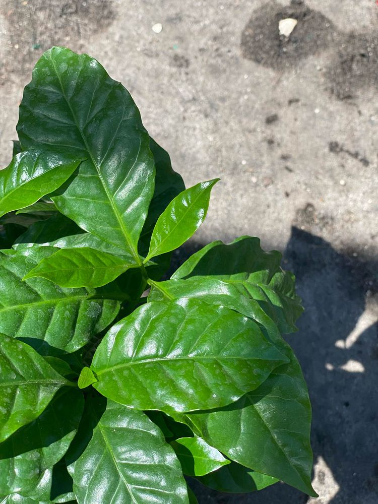 coffea-arabica-arabian-coffee