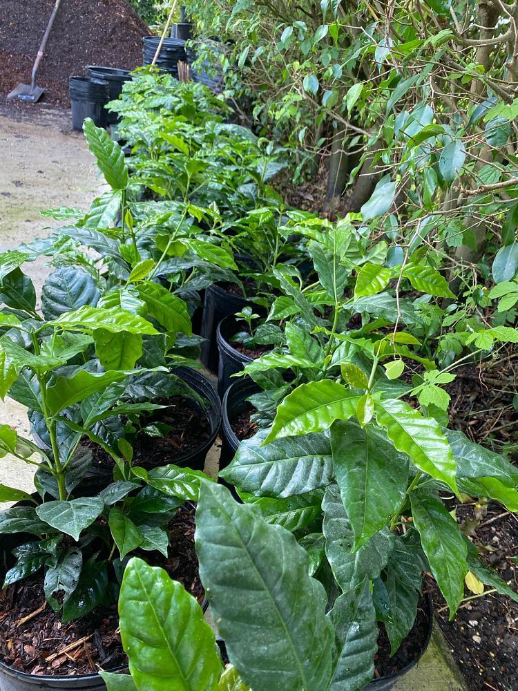 coffea-arabica-arabian-coffee