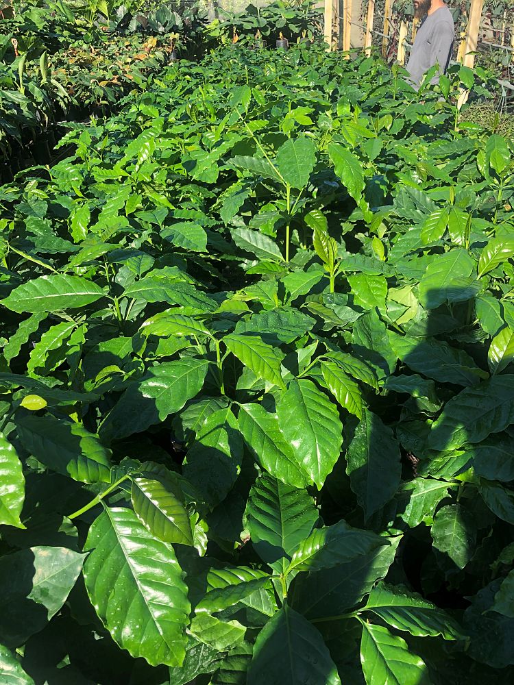 coffea-arabica-arabian-coffee