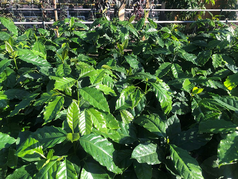 coffea-arabica-arabian-coffee