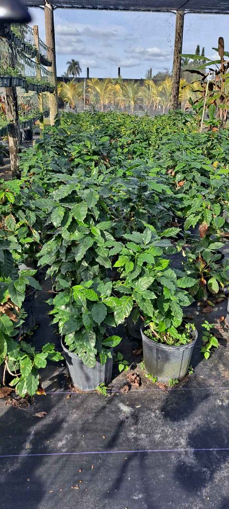 coffea-arabica-arabian-coffee