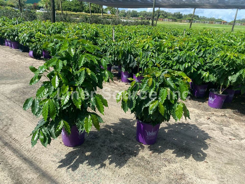 coffea-arabica-arabian-coffee