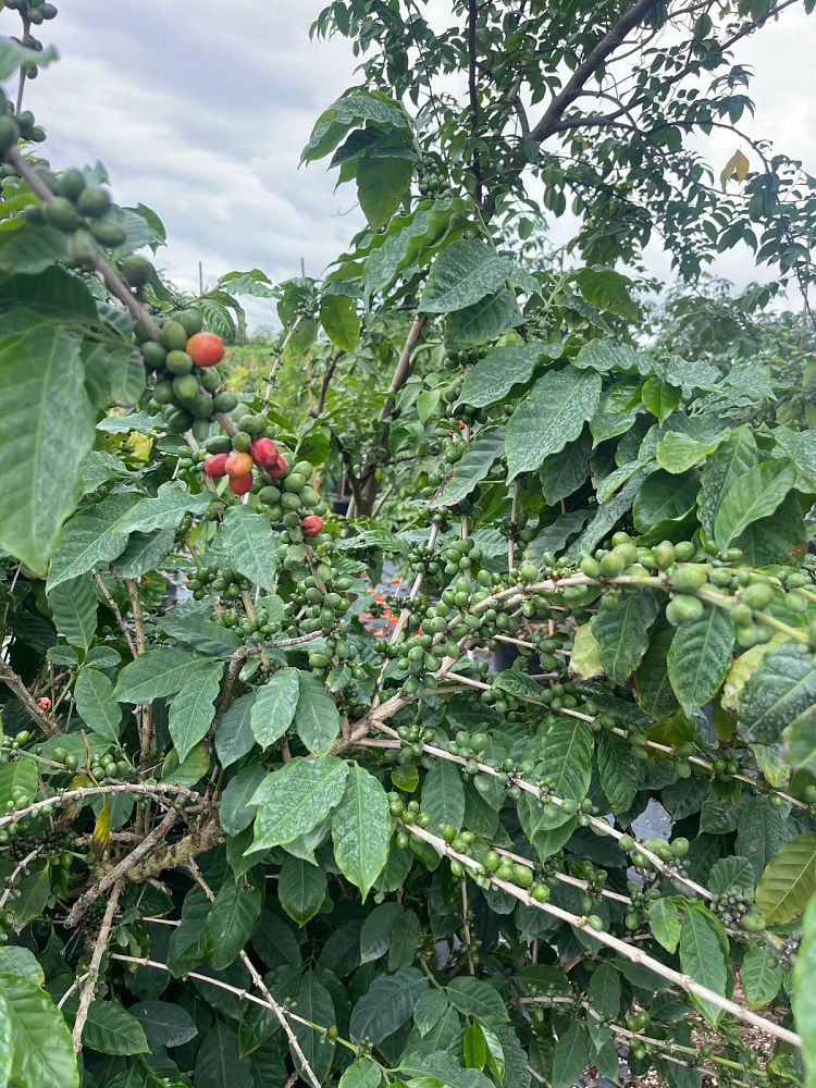 coffea-arabica-arabian-coffee