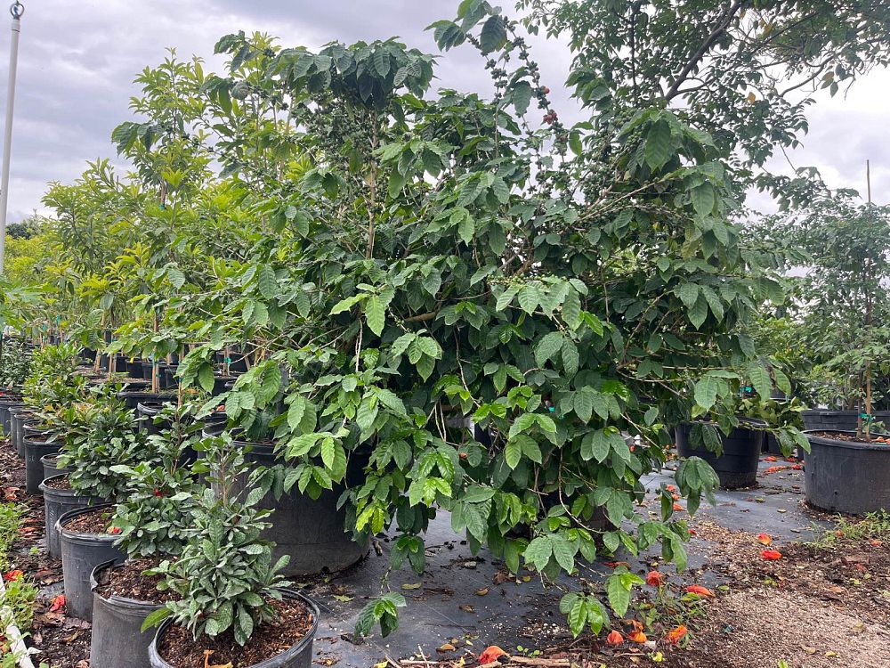 coffea-arabica-arabian-coffee
