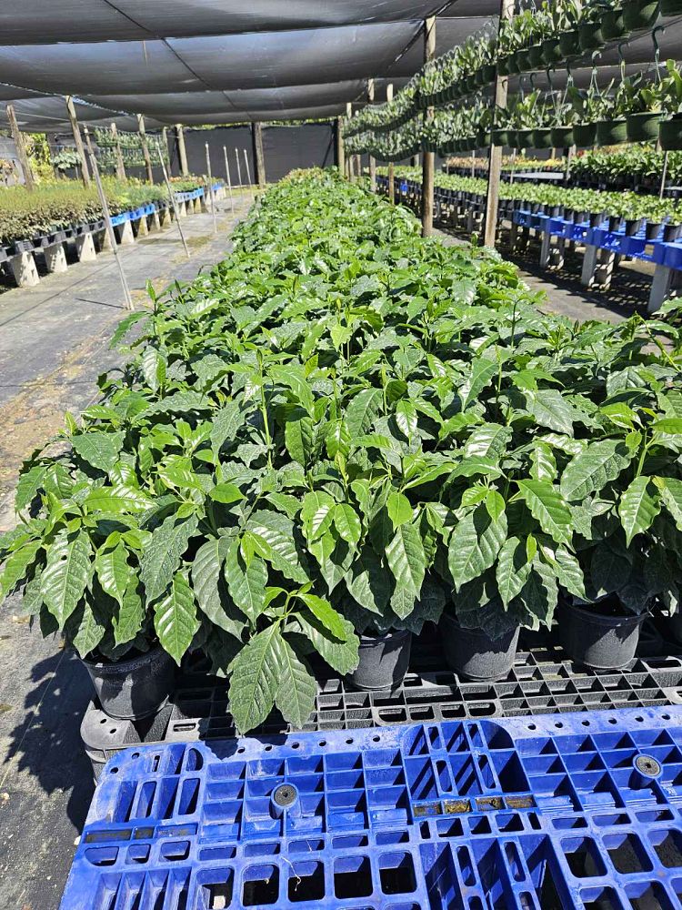 coffea-arabica-arabian-coffee