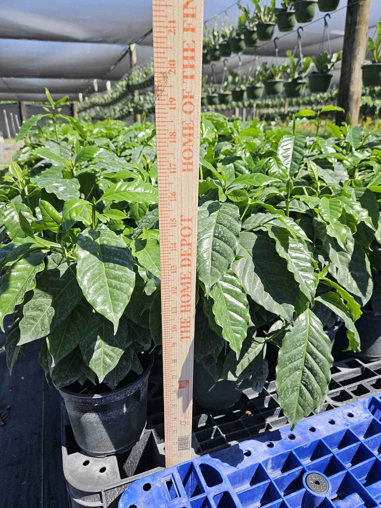 coffea-arabica-arabian-coffee