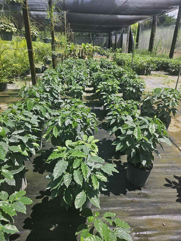coffea-arabica-arabian-coffee