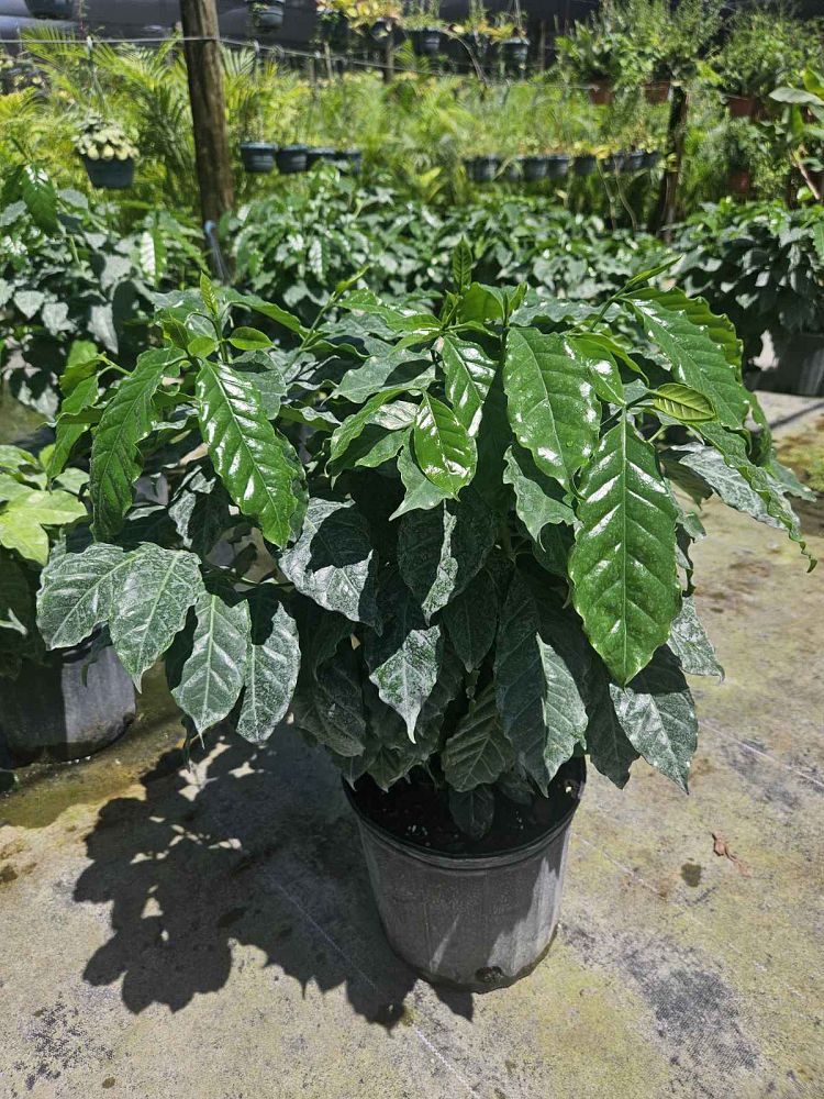 coffea-arabica-arabian-coffee