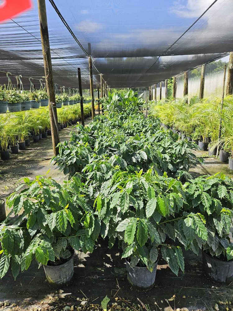 coffea-arabica-arabian-coffee