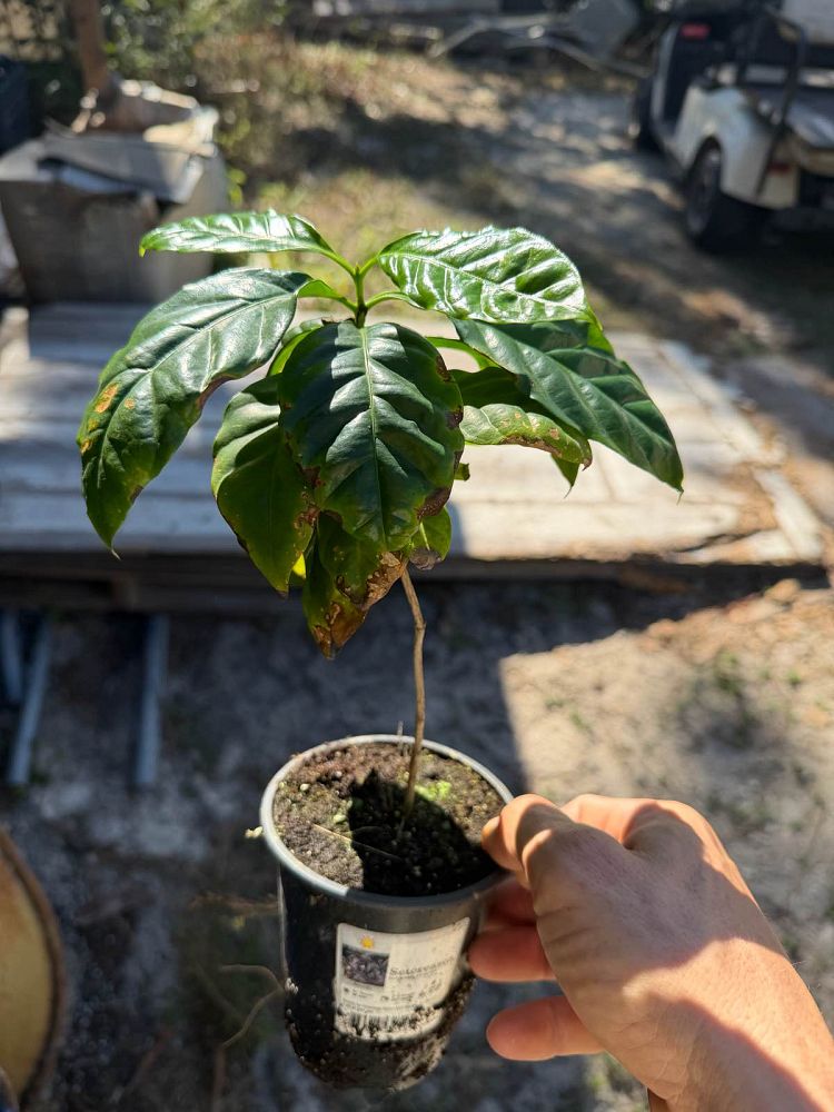 coffea-arabica-arabian-coffee