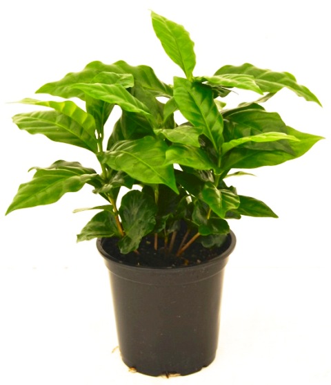 coffea-catura-coffee-catura