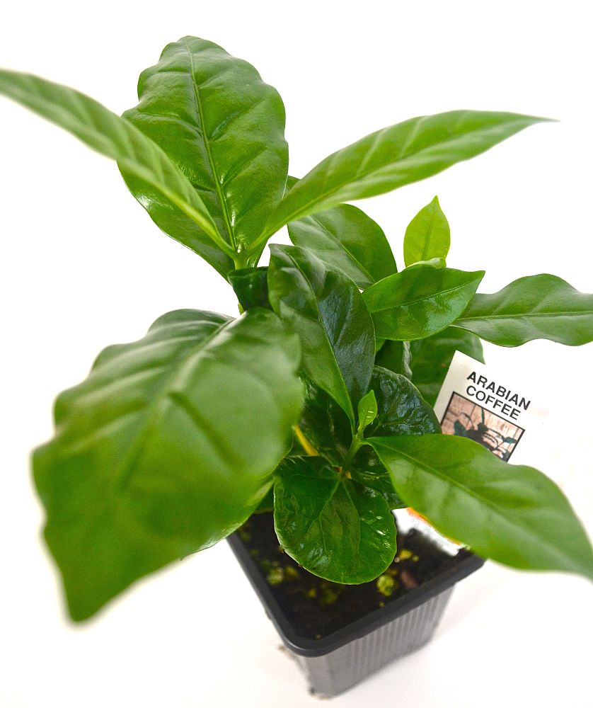 coffea-catura-coffee-catura