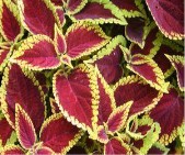 coleus-defiance