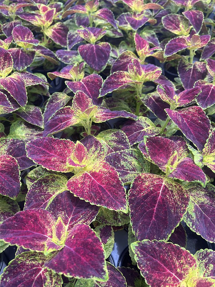 coleus-dipped-in-wine