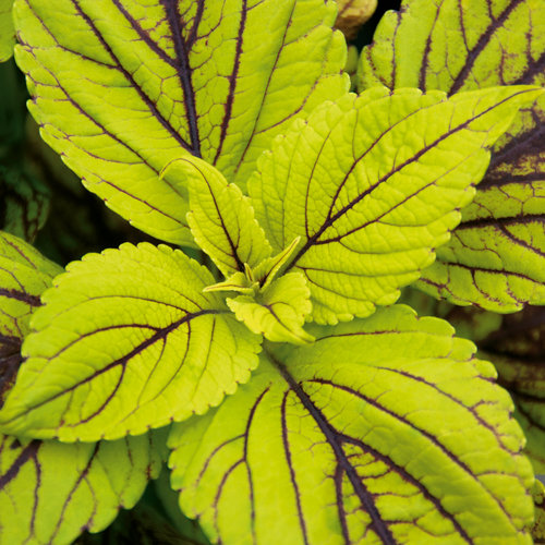 coleus-gay-s-delight-lime