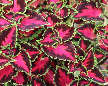 coleus-heartbreaker