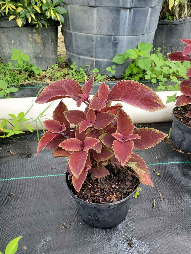 coleus-redhead