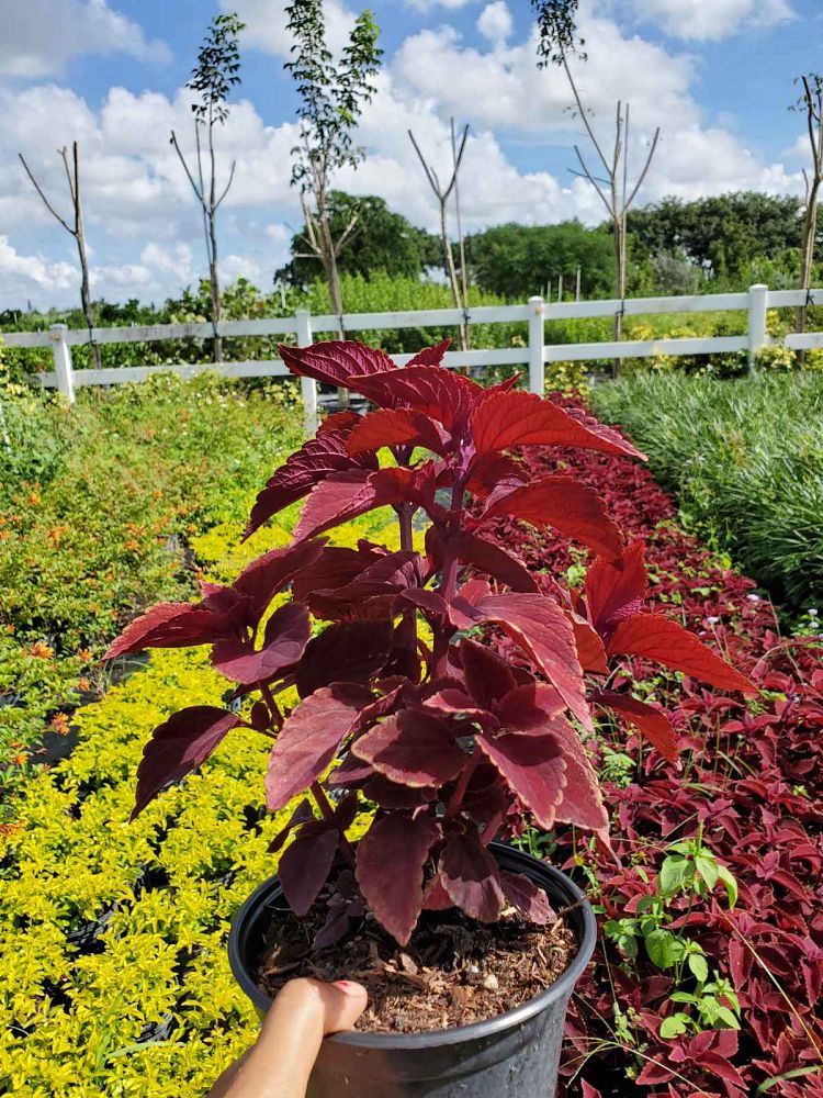 coleus-redhead