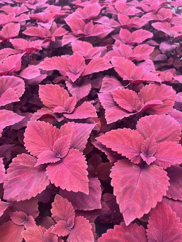 coleus-redhead