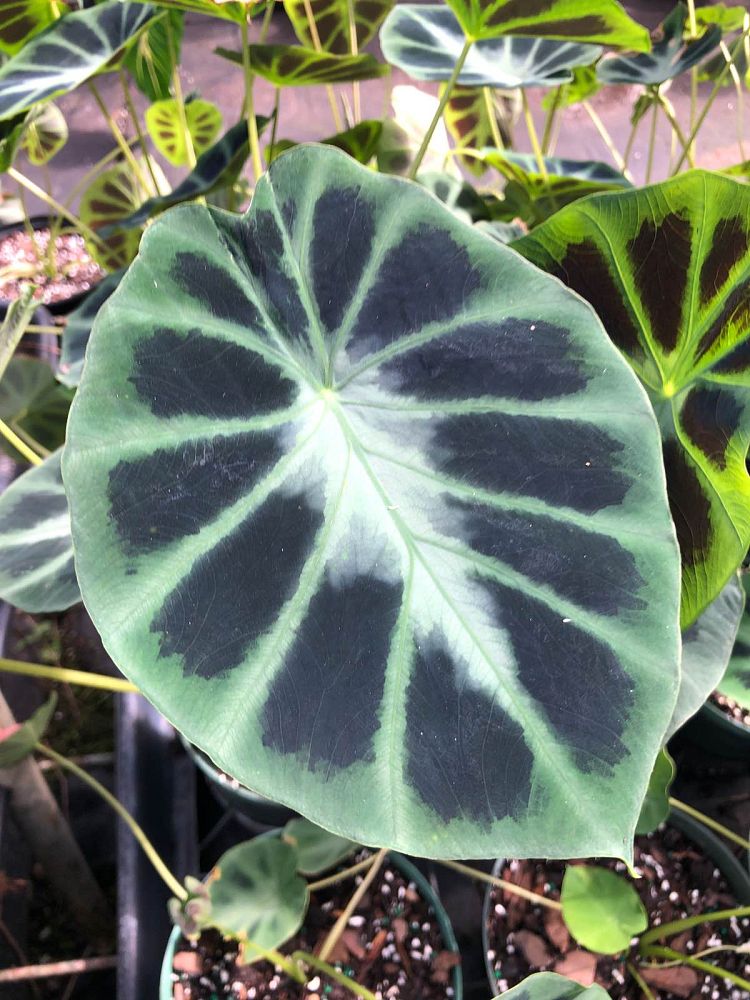 colocasia-affinis-jenningsii-taro-elephant-ear-black-princess-taro-dwarf-elephant-ear
