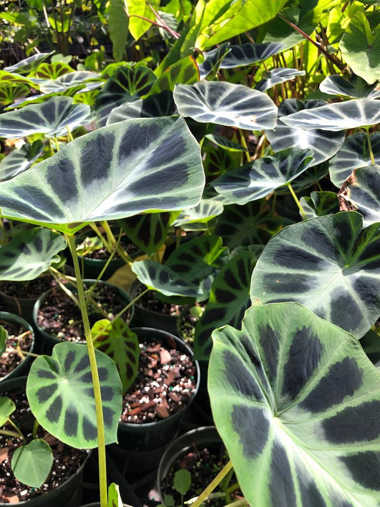 colocasia-affinis-jenningsii-taro-elephant-ear-black-princess-taro-dwarf-elephant-ear