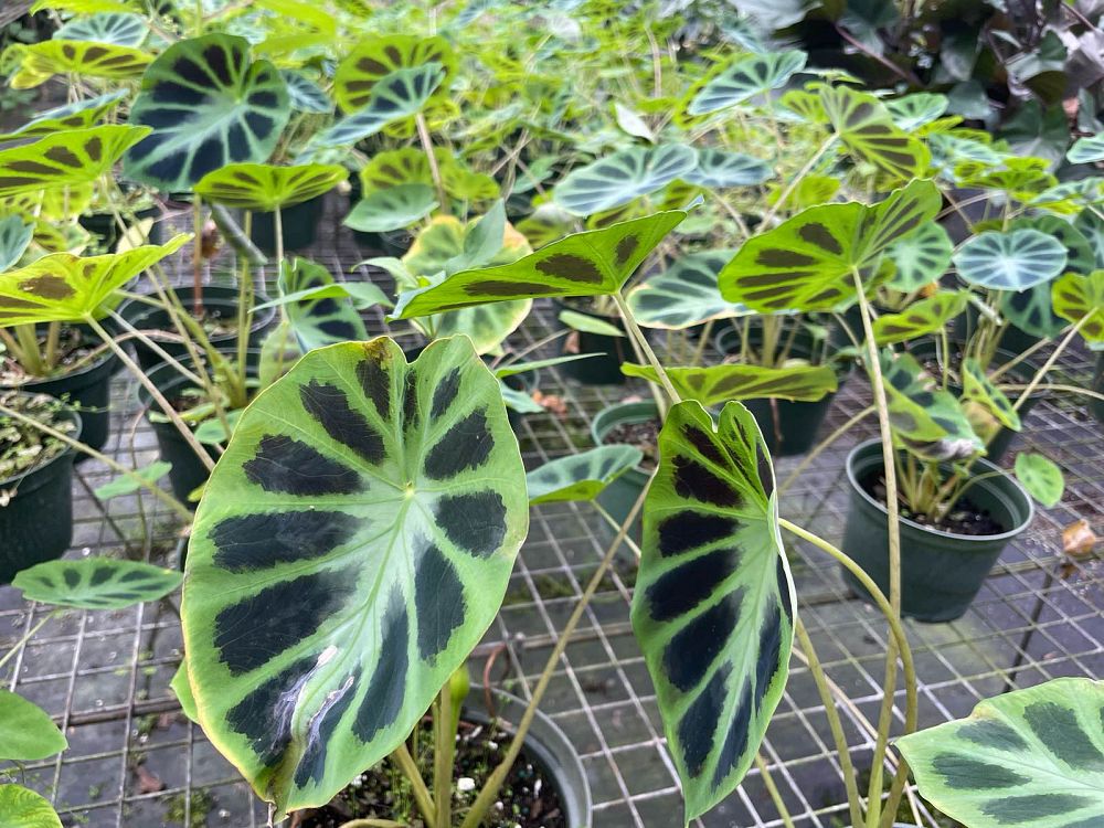 colocasia-affinis-jenningsii-taro-elephant-ear-black-princess-taro-dwarf-elephant-ear