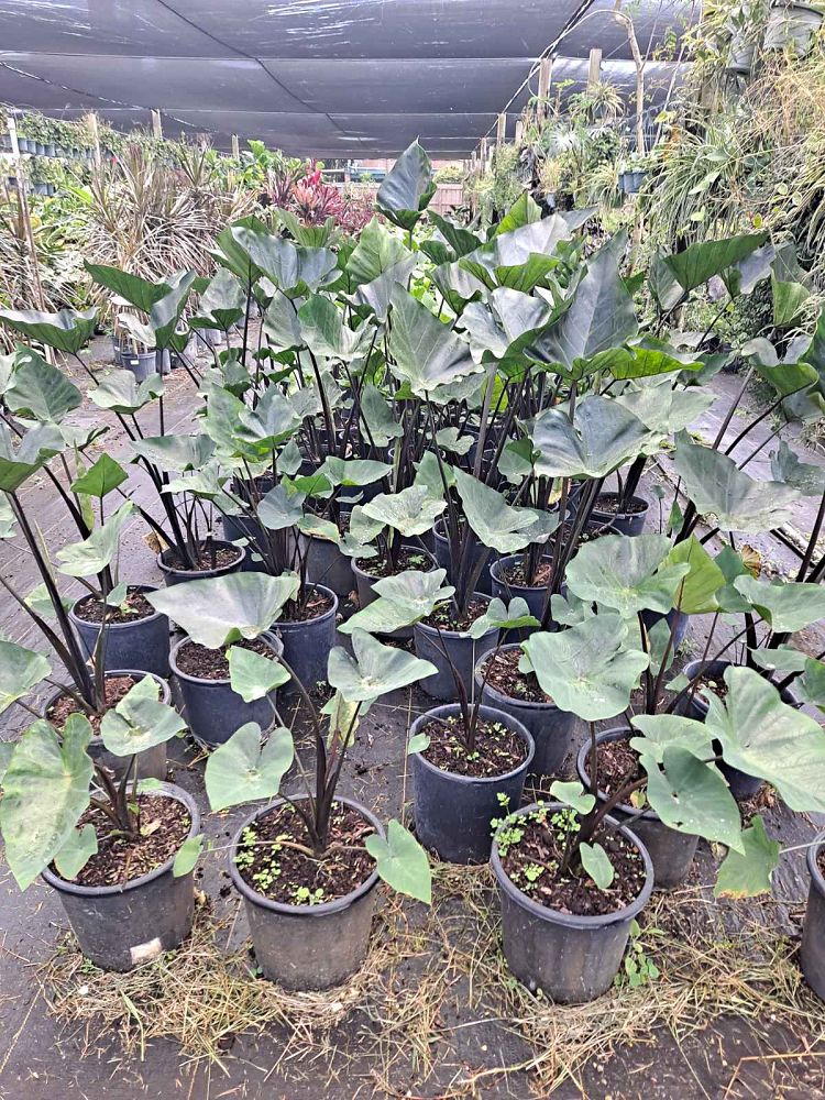 colocasia-bikini-tini-taro-elephant-ear