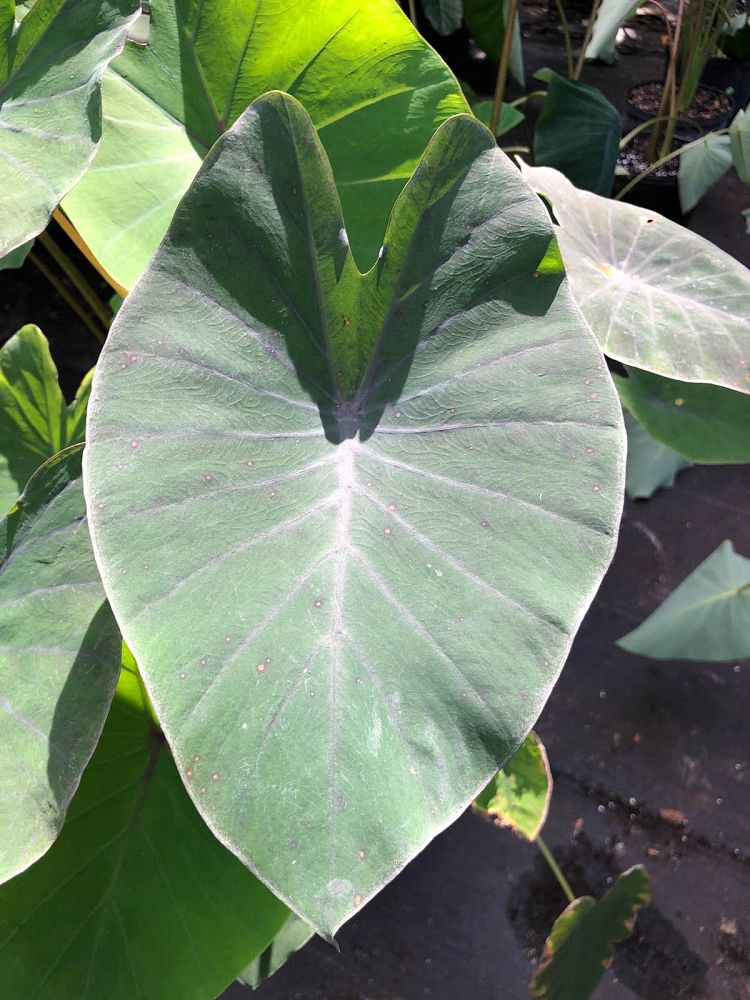 colocasia-electric-blue-gecko-taro-elephant-ear