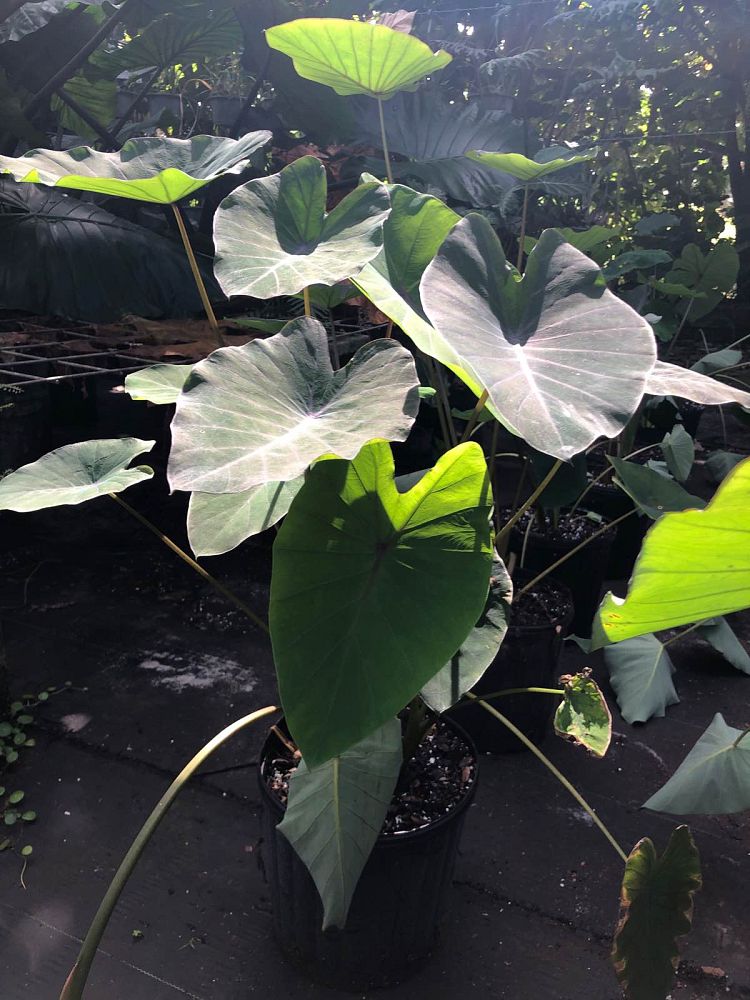 colocasia-electric-blue-gecko-taro-elephant-ear