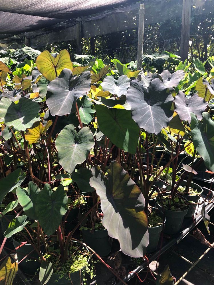 colocasia-electric-blue-gecko-taro-elephant-ear