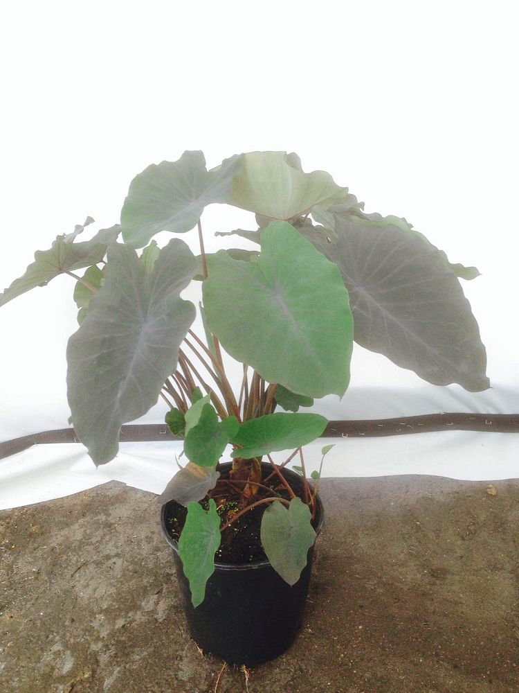 colocasia-esculenta-black-magic-taro-elephant-ear