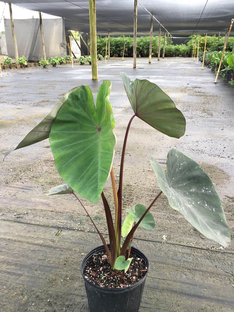 colocasia-esculenta-black-magic-taro-elephant-ear