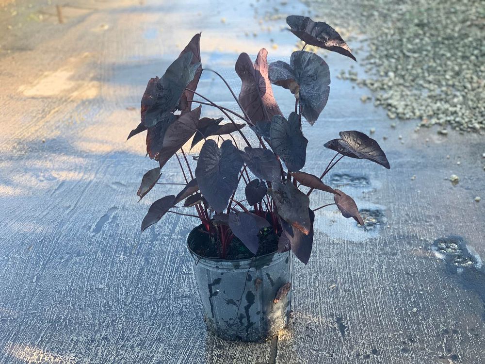 colocasia-esculenta-black-magic-taro-elephant-ear