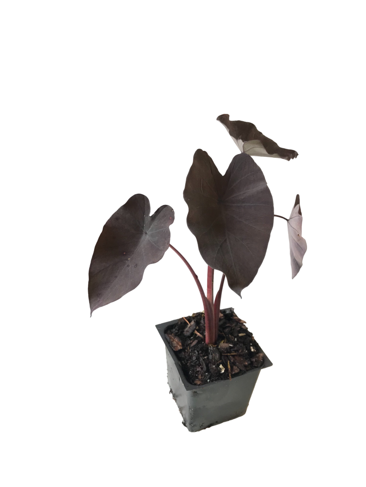 colocasia-esculenta-black-magic-taro-elephant-ear