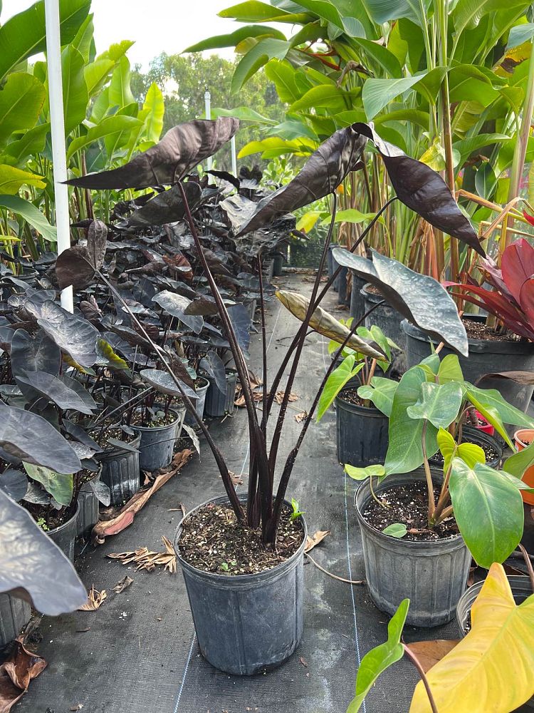 colocasia-esculenta-black-magic-taro-elephant-ear