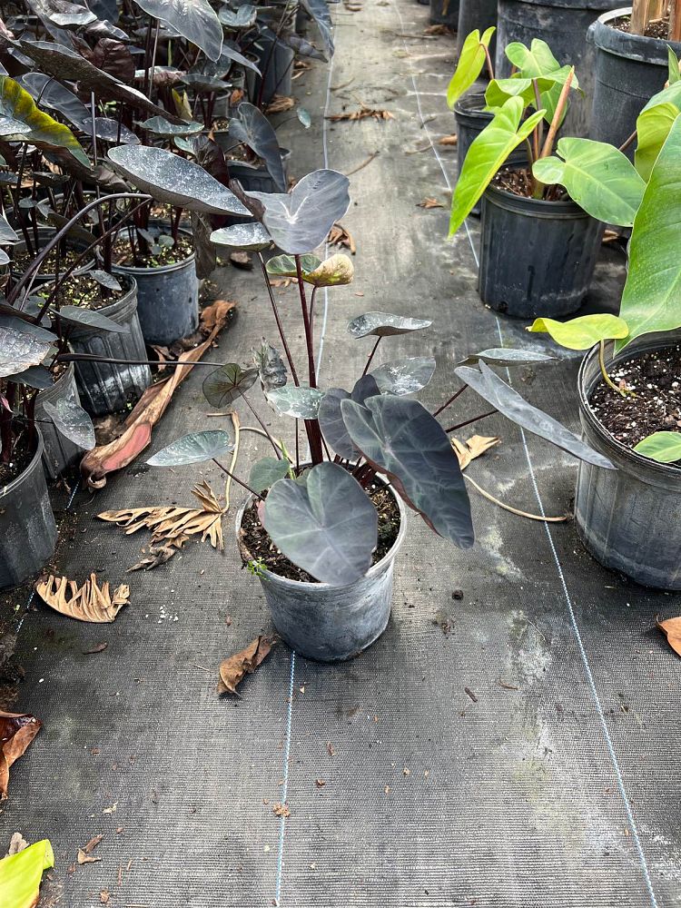 colocasia-esculenta-black-magic-taro-elephant-ear