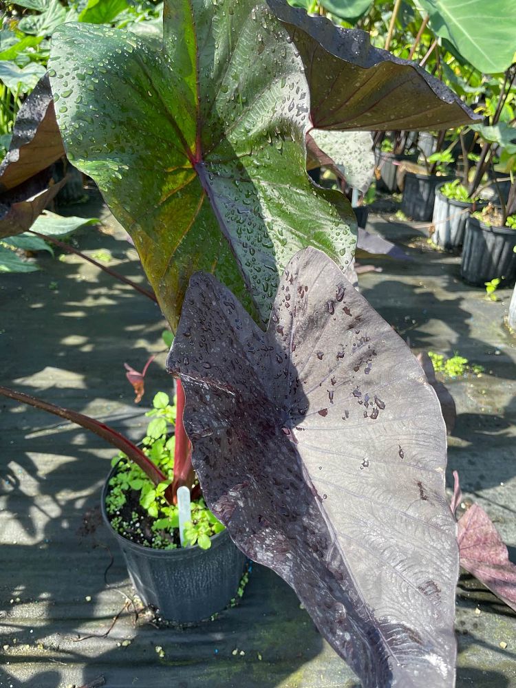 colocasia-esculenta-black-magic-taro-elephant-ear